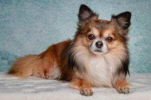 low-maintenance dog breeds, chihuahua , top 10 low maintenance dog breeds