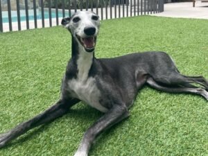low-maintenance dog breeds, whippet , top 10 low maintenance dog breeds