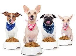 best dog food