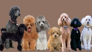 hypoallergenic dogs