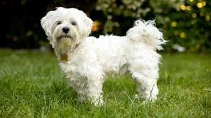 hypoallergenic dogs 