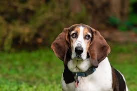 low-maintenance dog breeds, basset hound , top 10 low maintenance dog breeds